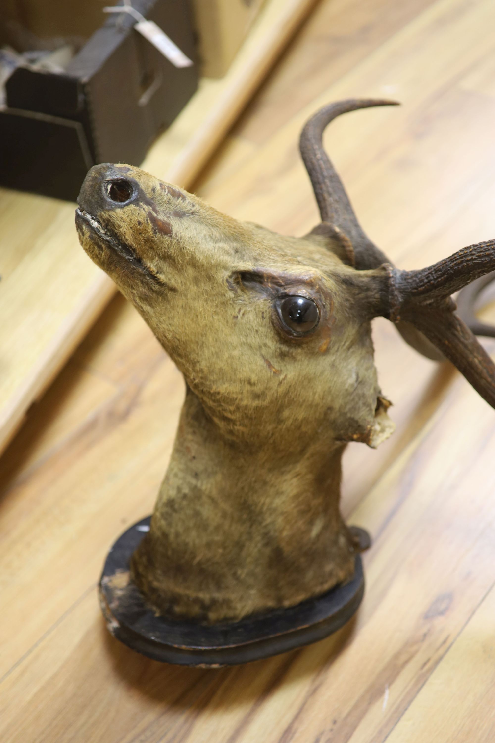 A taxidermic stags head with antlers (a.f.) and a vintage life saving ring (2)